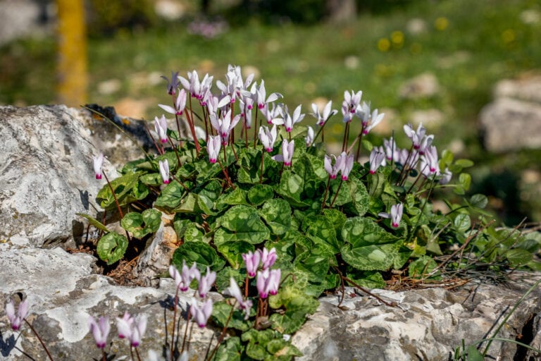 Cyclamen flowers blooming in Jerusalem in February 2023. Photo by Gershon Elinson/Flash90