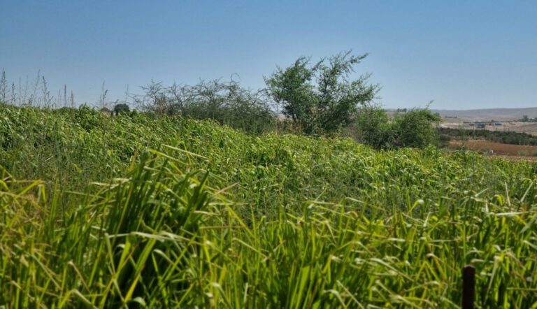 Vegetation on the Wadi Attir farm. Photo by Yulia Karra