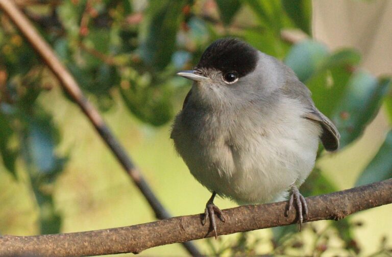 A blackcap in Jerusalem. Photo by Amir Balaban of SPNI.