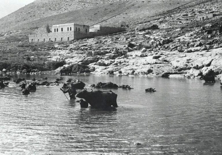 Buffalos in the Agamon Hula marshes, 1923. Photo by Yaakov Ben-Dov/KKL-JNF Photo Archive