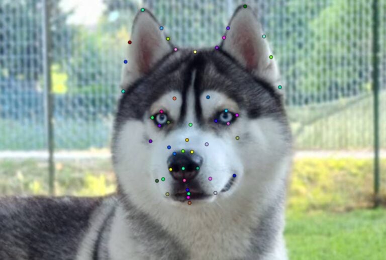 The physical variations in breeds makes it challenging to recognize canine emotions using facial analysis. Photo courtesy of Tech4Animals Lab/University of Haifa