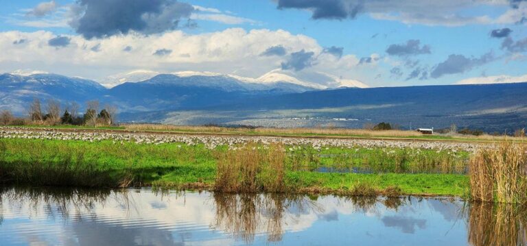 Mount Hermon rises above Agamon Hula, 2023. Photo from KKL-JNF Photo Archive