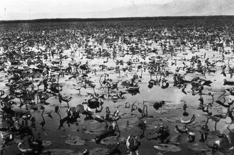 Water lilies in Agamon Hula, 1918. Photo from KKL-JNF Photo Archive
