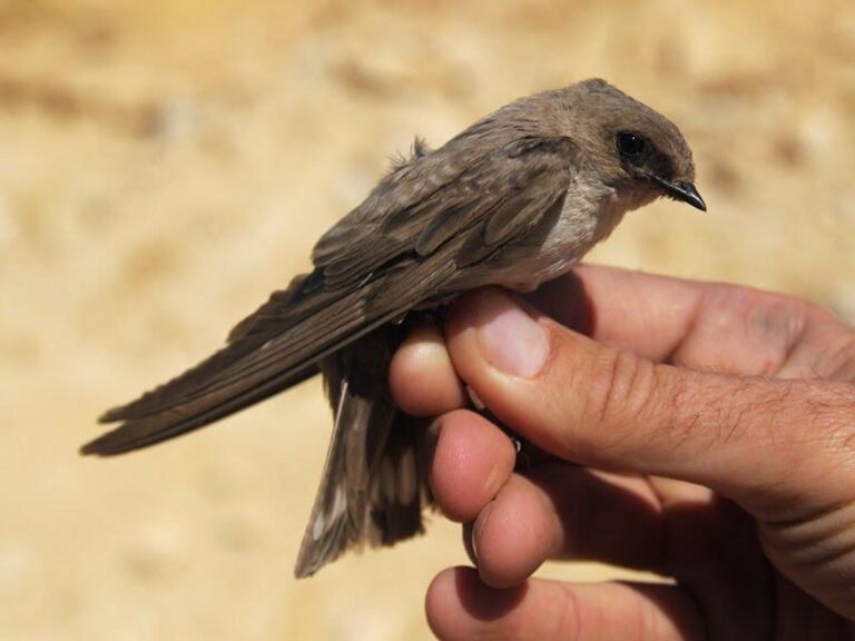 The pale craig martin normally lives in the desert. Photo by Yoav Perlman/SPNI