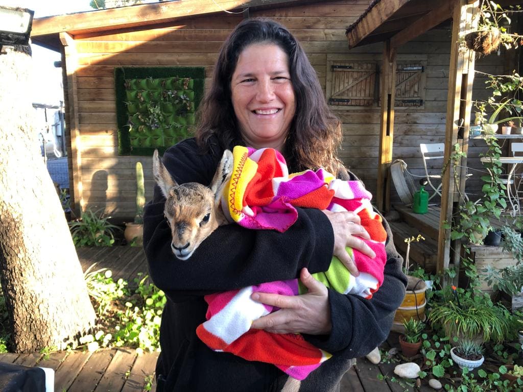 Haibulance volunteer Judka Dreyfus holding an abandoned, exhausted fawn found in the Golan Heights. Photo by Noga Steinmetz