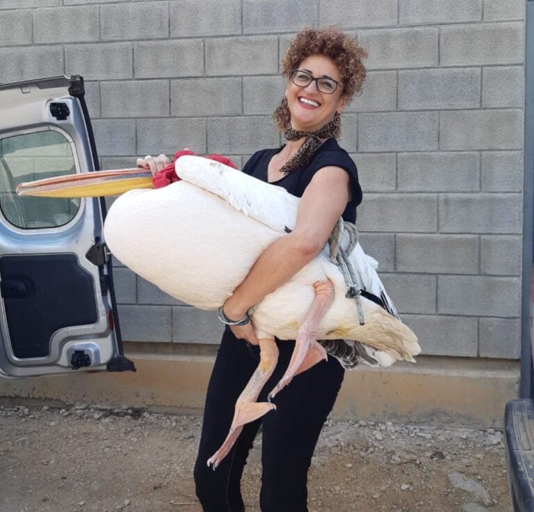 Lany Ilana Dekel Rosenberg with a pelican that was found shot and exhausted at sea by maritime patrol and taken for treatment at the wildlife hospital. Photo by Yaniv Levy Paz