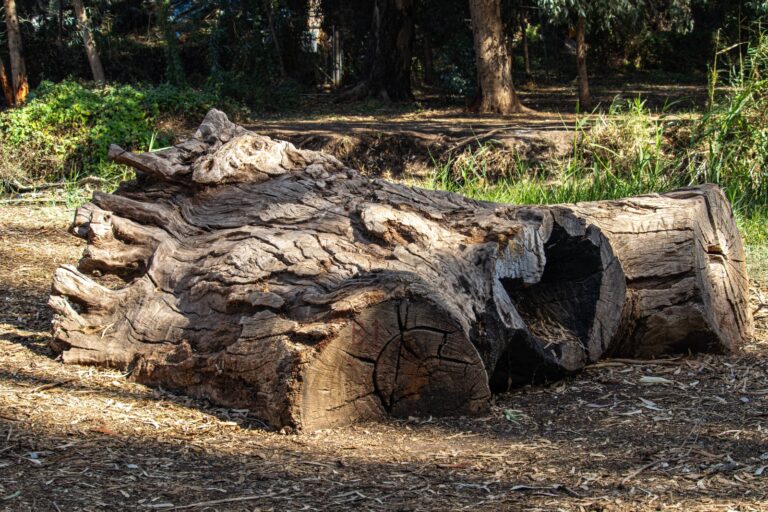 Deforestation of eucalyptus trees at the local nature reserve in northern Israel. Photo by Ervin Herman via Shutterstock.com