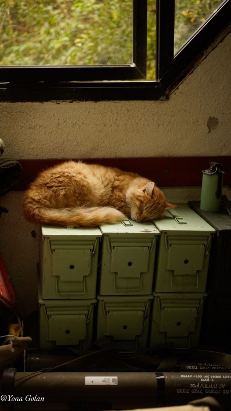 The cat rescued from Gaza by a reserve soldier. Photo by Yona Golan