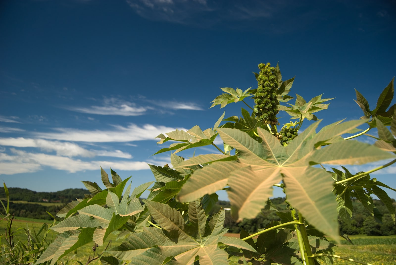 The oil of castor seed is one of raw materials used in the production of biofuel in Brazil. (Photo by Xico Putini / Shutterstock.com)