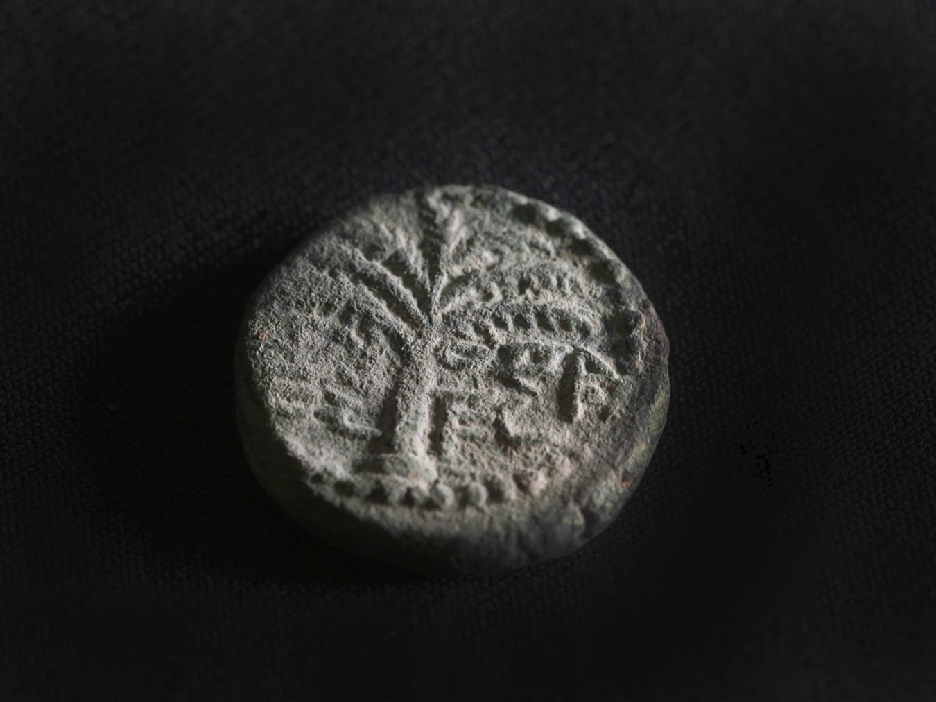 The rare coin. A date palm is engraved, with the inscription “Eleazar the Priest” inscribed in ancient Hebrew script. Photo by Emil Aladjem/Israel Antiquities Authority