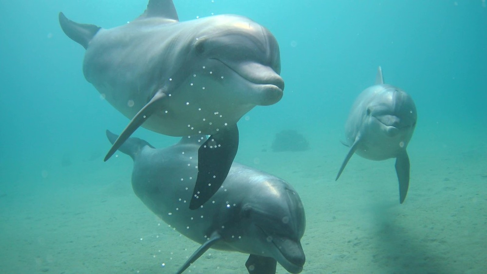 A bunch of dolphins take a peek at some Haifa researchers in their home turf. Video by Hagai Nativ/Morris Kahn Marine Research, University of Haifa.