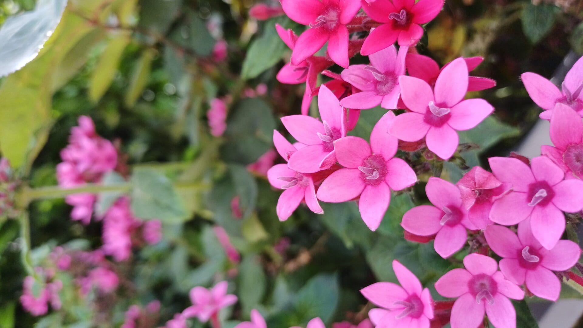 If I were standing in this field of flowers, I’d wanna listen to some seasonally appropriate classic Israeli pop. Photo by Zachy Hennessey