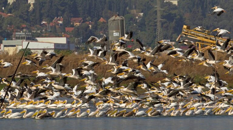 A vision of the future for Kebara. A flock of pelicans stops at Kibbutz Kfar Ruppin for a critical refuel and rest, following SPNI’s rewilding initiative. Photo courtesy of SPNI