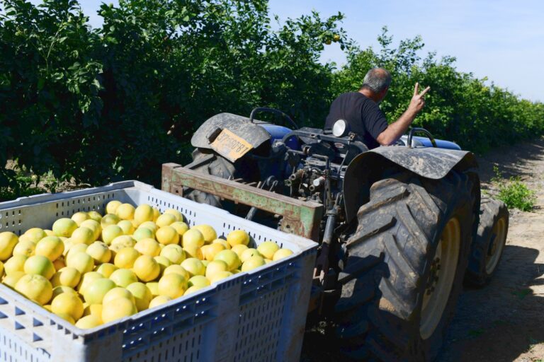 Israeli volunteers working at a field near the Israeli border with the Gaza Strip, January 2024. Photo by Tomer Neuberg/Flash90