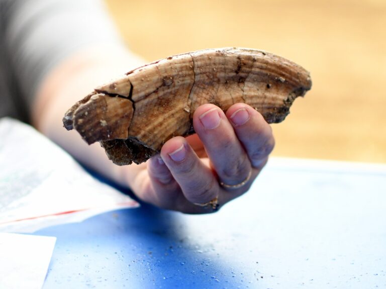 An ivory hippopotamus tusk excavated from 'Ubeidiya. Photo by Yoli Schwartz/Israel Antiquities Authority