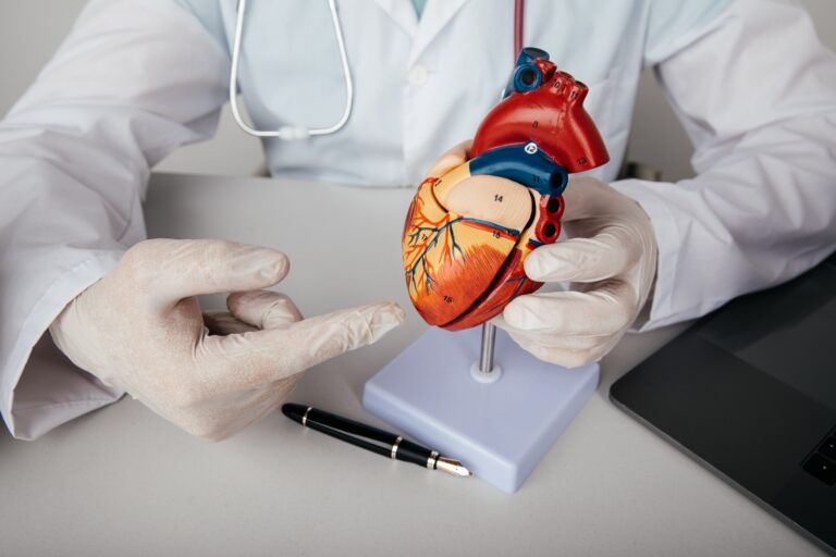 A doctor refers to a model of a human heart. Photo via Shutterstock.