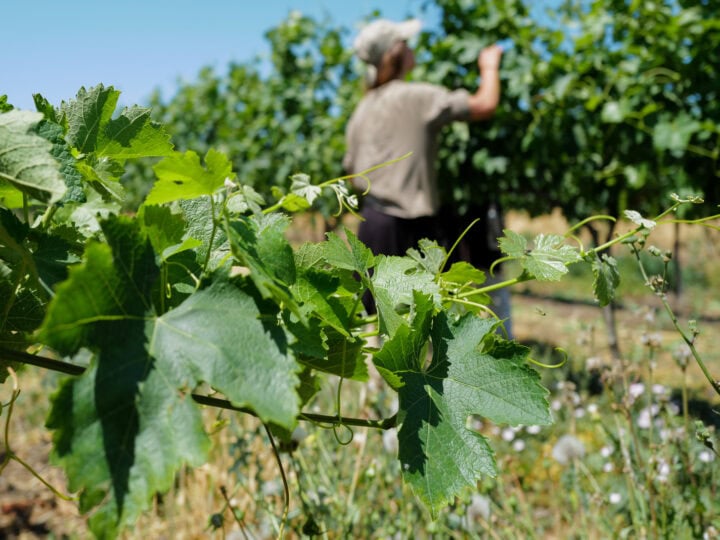Tel Fares vineyard at the Israeli-Syrian border on the Golan Heights. Photo by Michael Giladi/Flash90