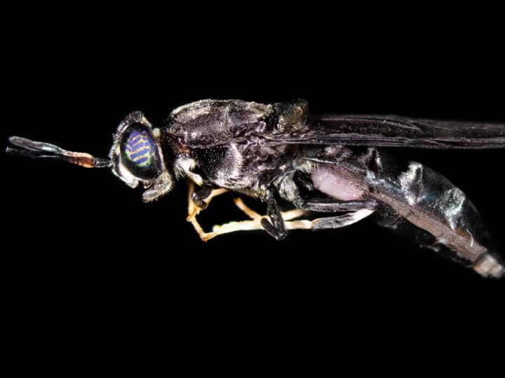 The Black Soldier Fly: the key to a viable insect protein market? Photo by Ronen Goldman
