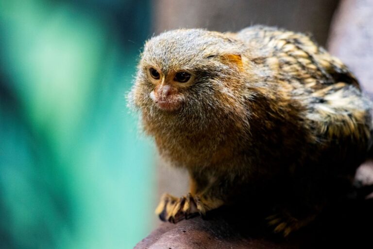 Marmosets have names for one another. Image by Storme Kovacs from Pixabay