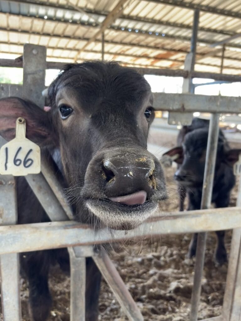 Buffaloes are social herd animals who like visitors. Photo by Natalie Selvin