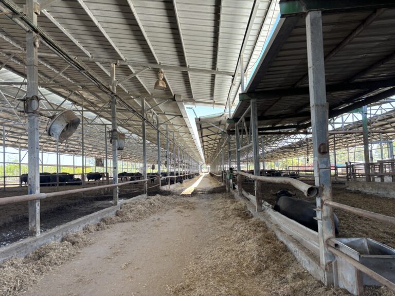 The buffaloes are sorted according to age and social preferences. Photo by Natalie Selvin