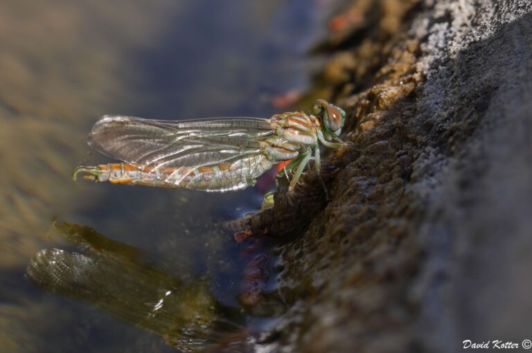 The Sinai hooktail is commonly found in countries near the Sahara desert. Photo by David Kotter