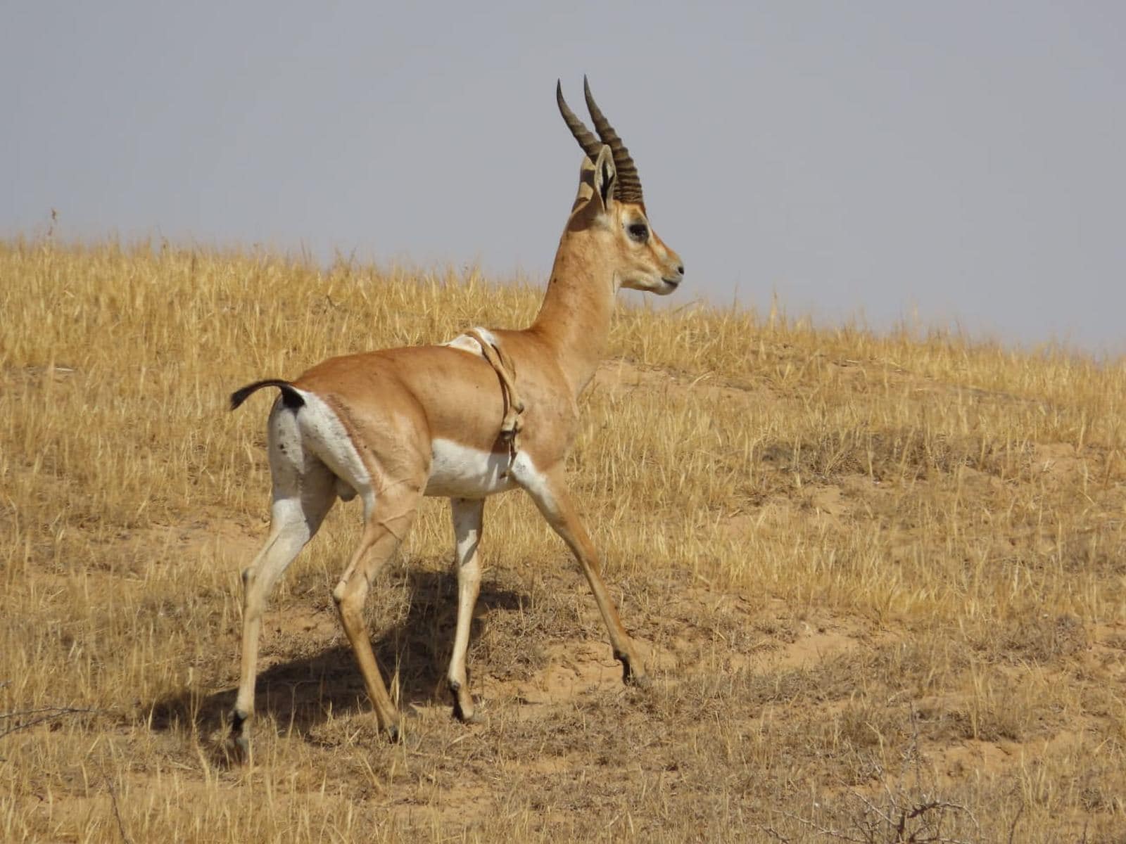 Sheshet and his six legs, looking majestic. Photo by Eliav Maslati/SPNI