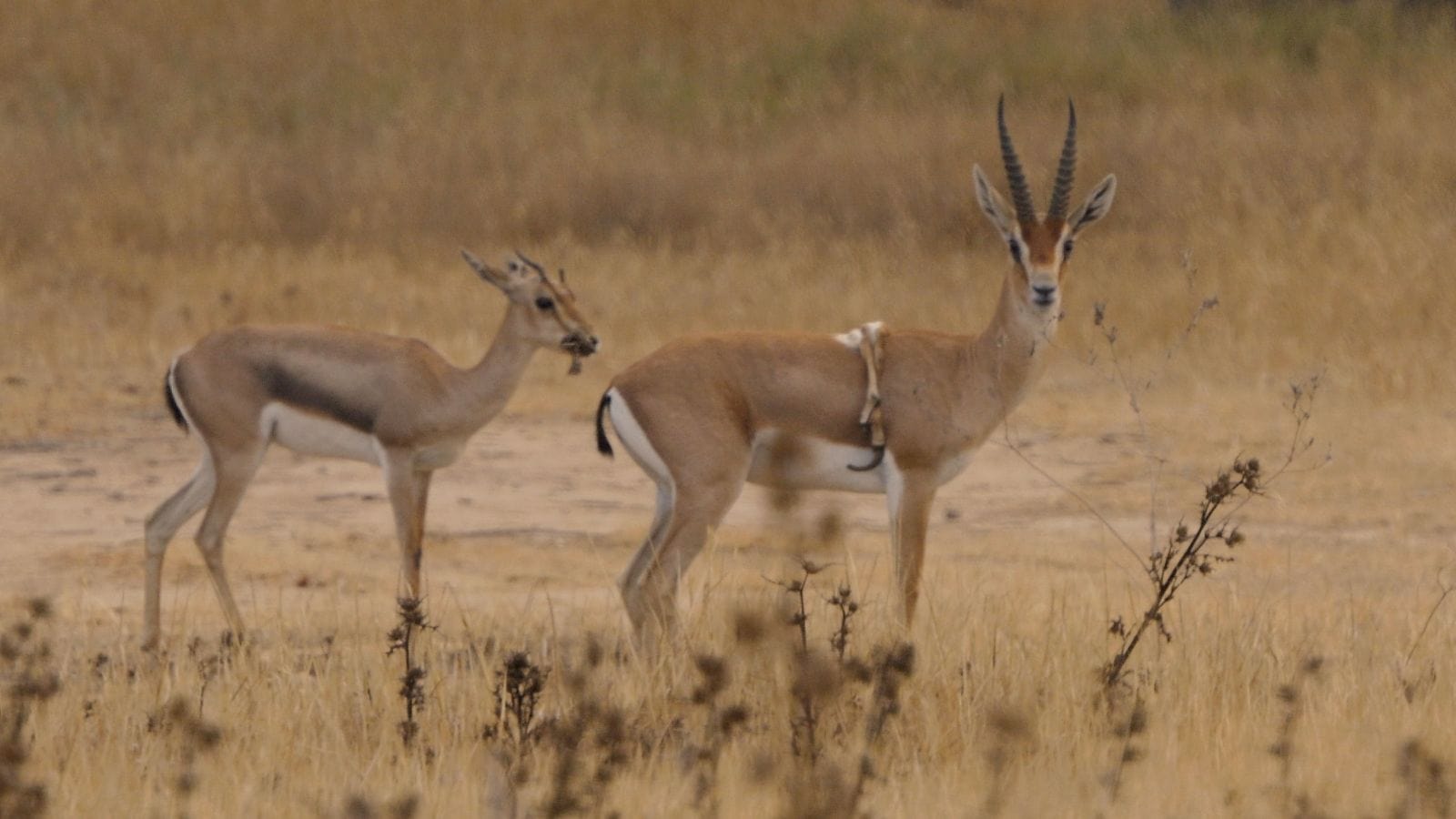Sheshet and his latest babe. Photo by Amir Balaban/SPNI