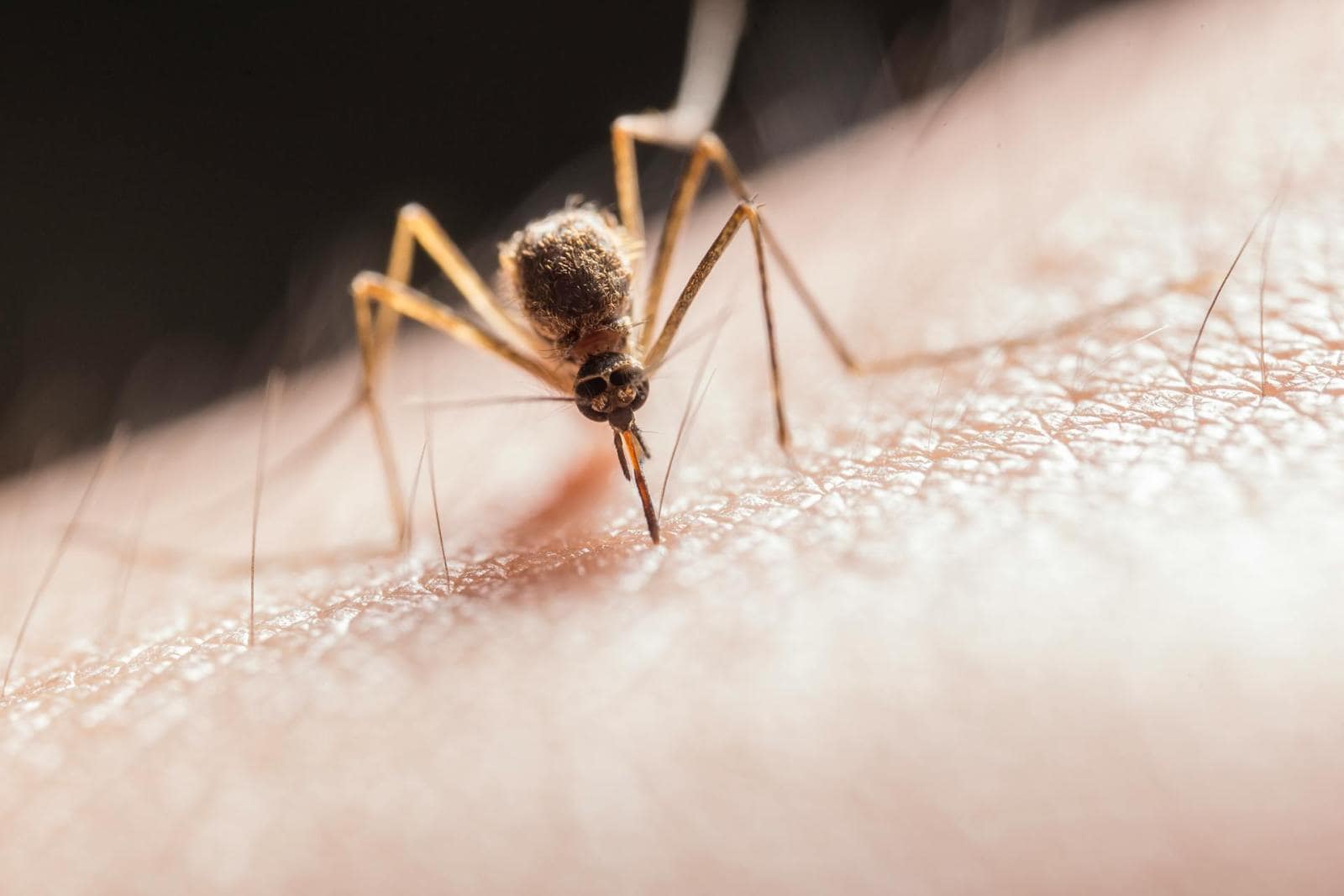 Female mosquitos can carry deadly diseases. Photo by Jimmy Chan on Pexels.com