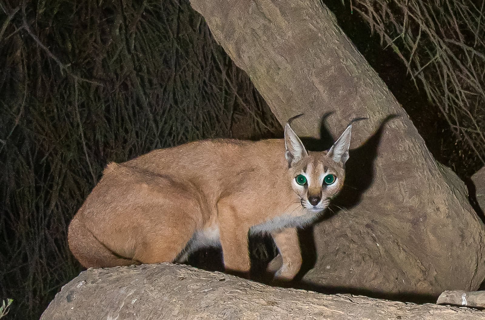 The elusive caracal, Israel’s last remaining wildcat species. Photo by Yuval Dax