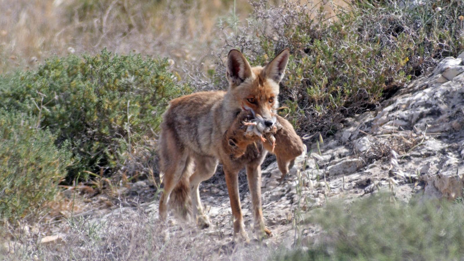 A fox proudly parades his way home holding his hard-earned lunch. Photo by Yuval Dax
