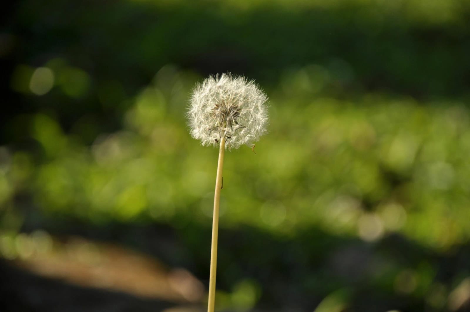 Photo of a dandelion by Edson Silva on pexels.com