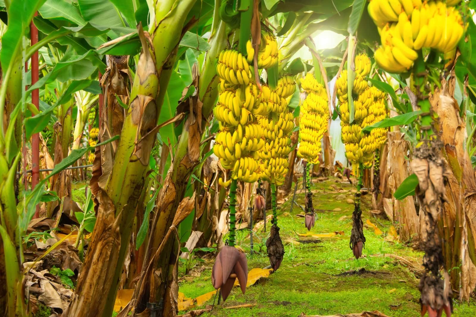 Ripening bananas hang in clusters in a banana plantation. Photo by aappp via Shutterstock.com