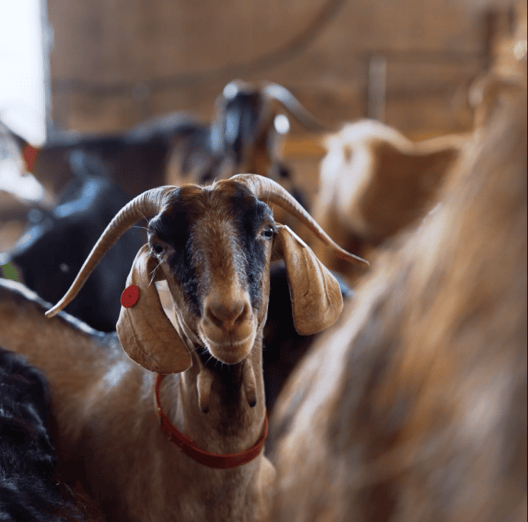 Goats at Havat Rom. Photo courtesy of Havat Rom