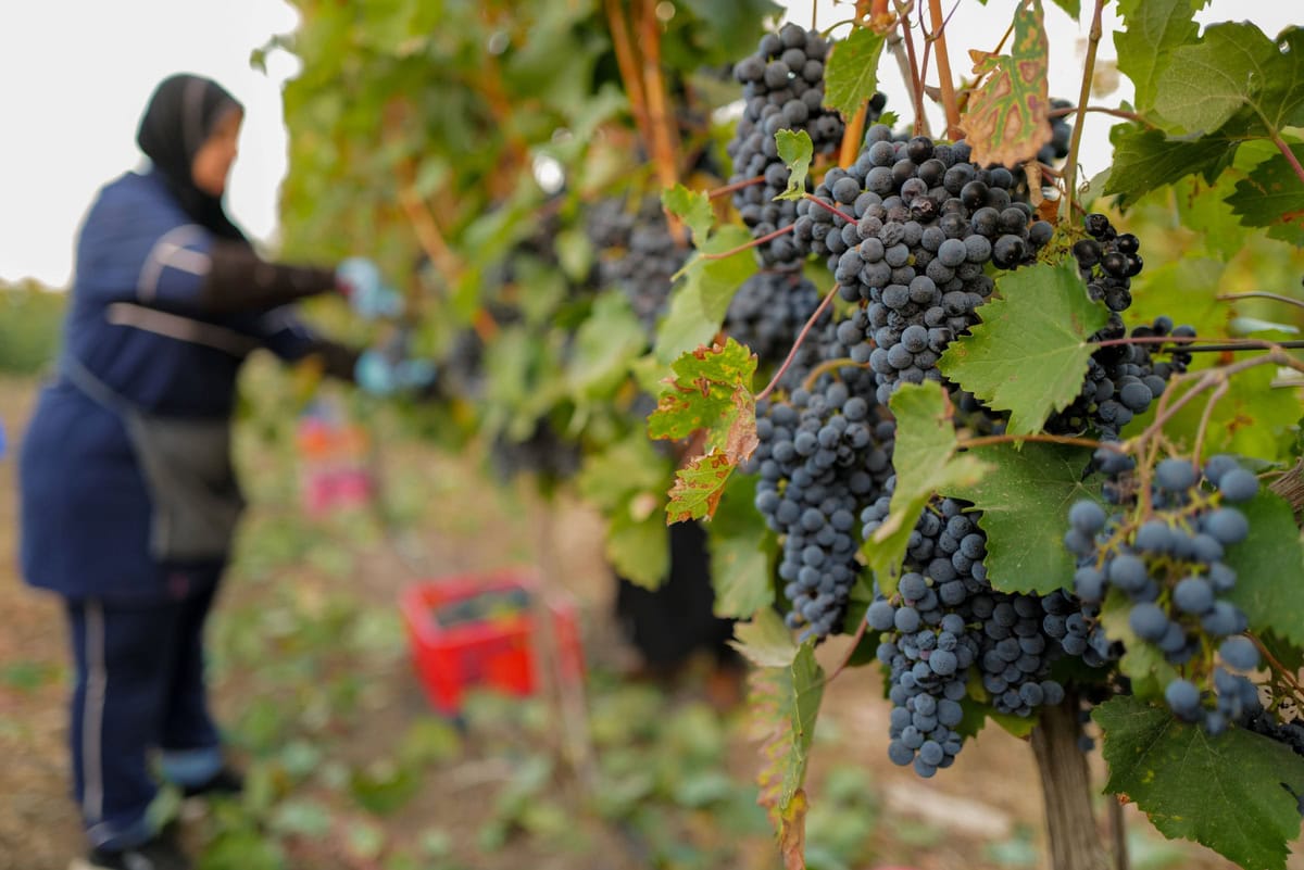 Grape pickers harvest near the Syrian border, southern Golan Heights. Photo by Michael GiladiFlash90
