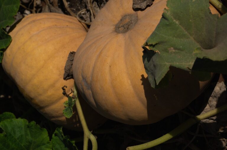 Pumpkins growing at Havat Rom. Photo courtesy of Havat Rom