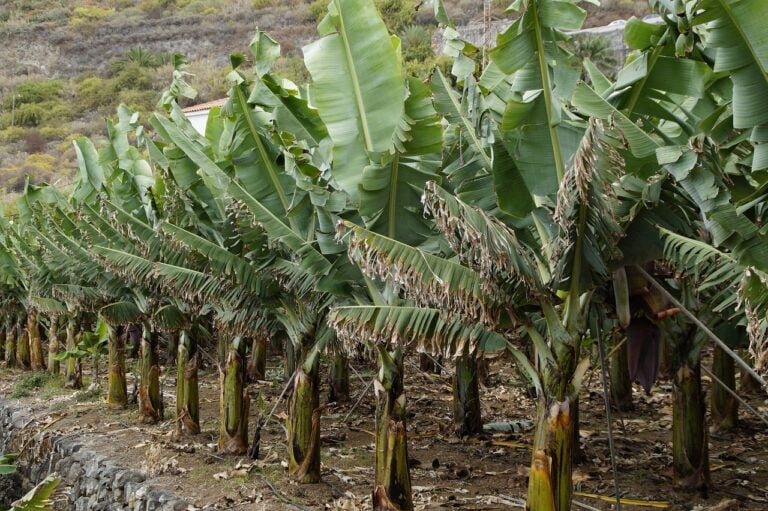 An orchard of banana trees. Image by M W from Pixabay