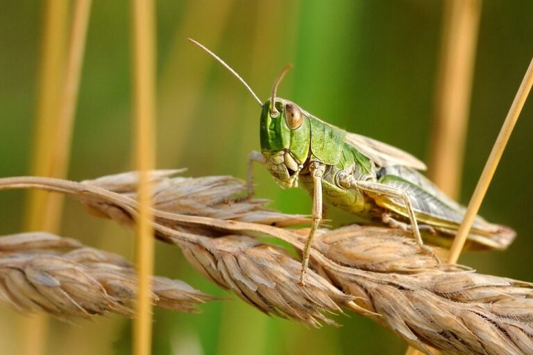 Is your tummy rumbling yet? Locust image by Christel Sagniez from Pixabay
