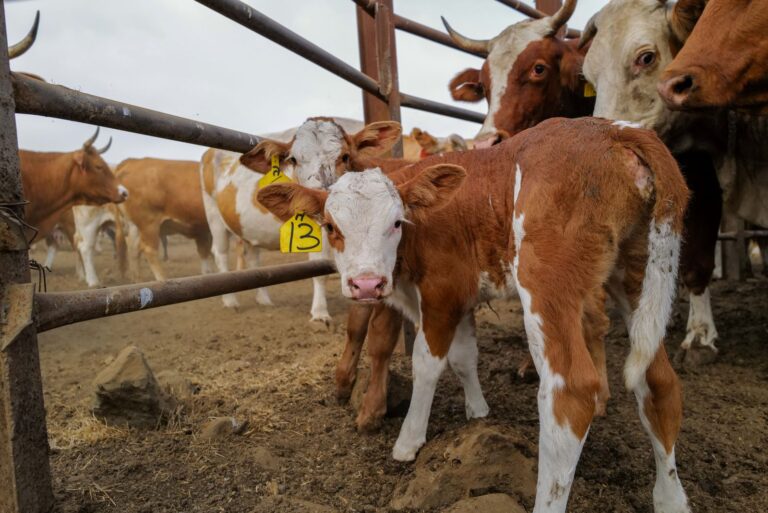 Tagged cattle in Kibbutz Merom Golan, September 5, 2022. Photo by Michael Giladi/Flash90