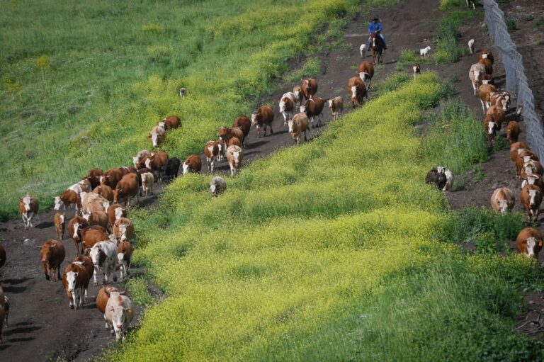 Israeli cowboy from Kibbutz Merom Golan corralling his cattle herd. Photo by Michael Giladi/Flash90