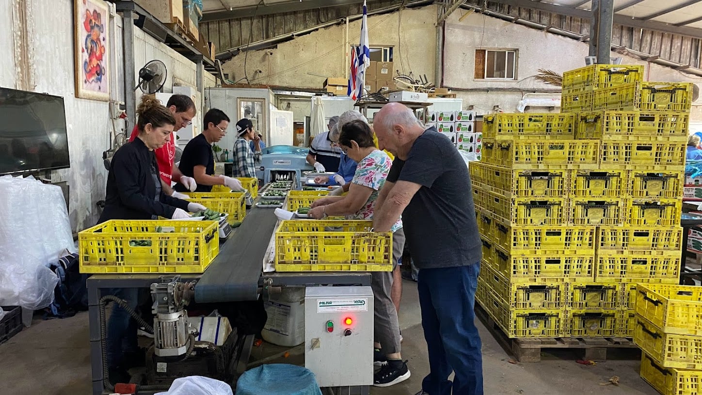 When war broke out, Israelis from all walks of life immediately offered their help. In this case sorting and packing cucumbers. Photo by Nicky Blackburn
