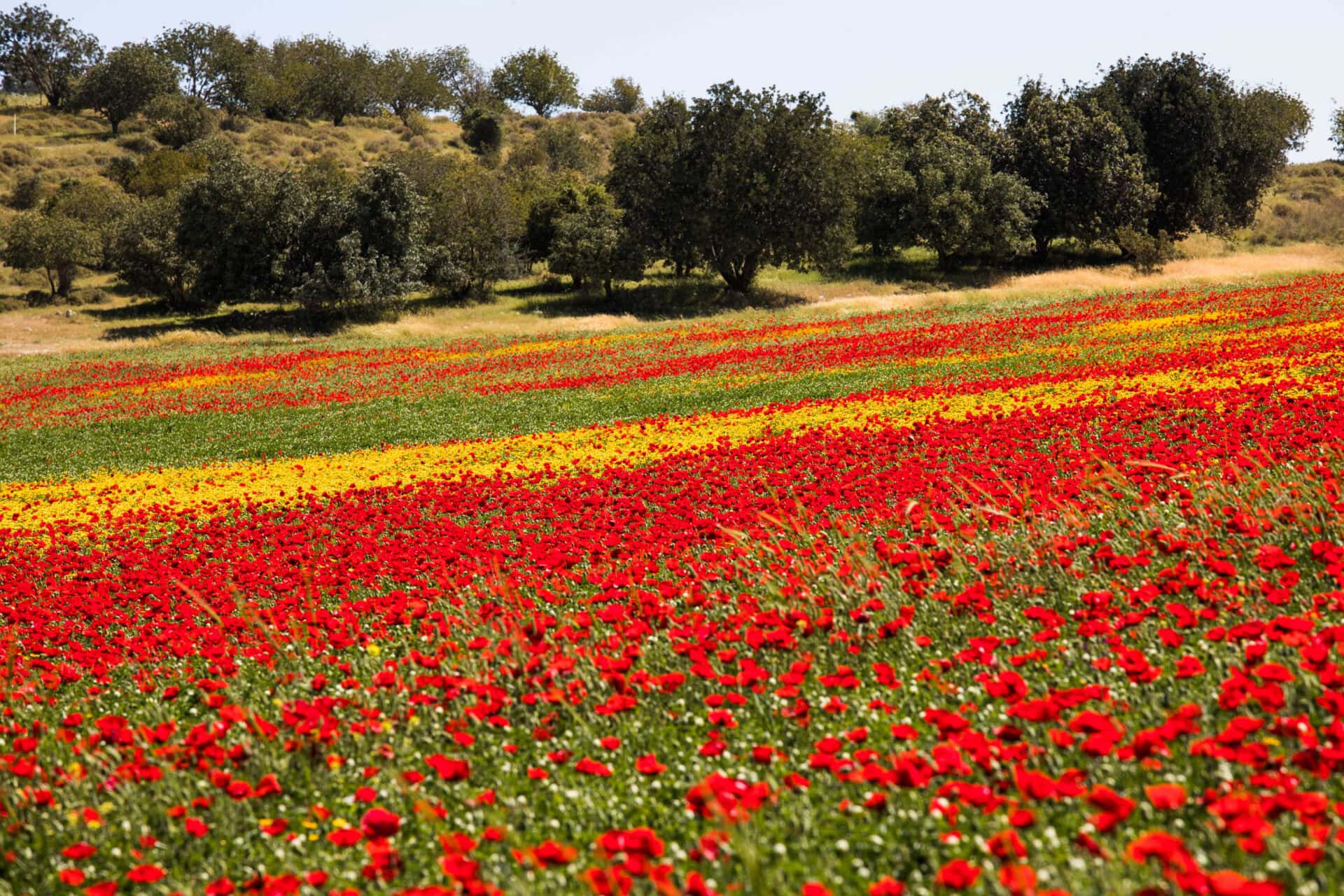 A field of anemone flowers blossoming in the Elah Valley. Photo by Nati Shohat/Flash90