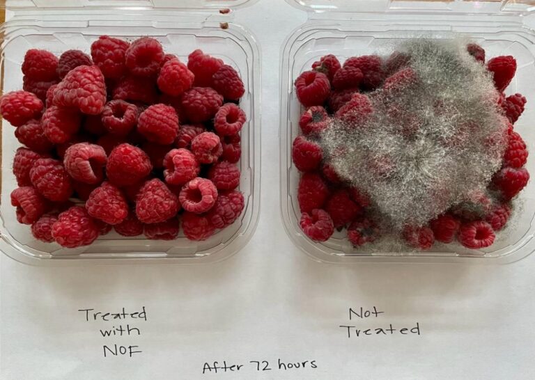 Two boxes of raspberries, one treated with NOF Cooling solution and the other, covered in mold, left in a natural state for 72 hours. Photo courtesy of NOF