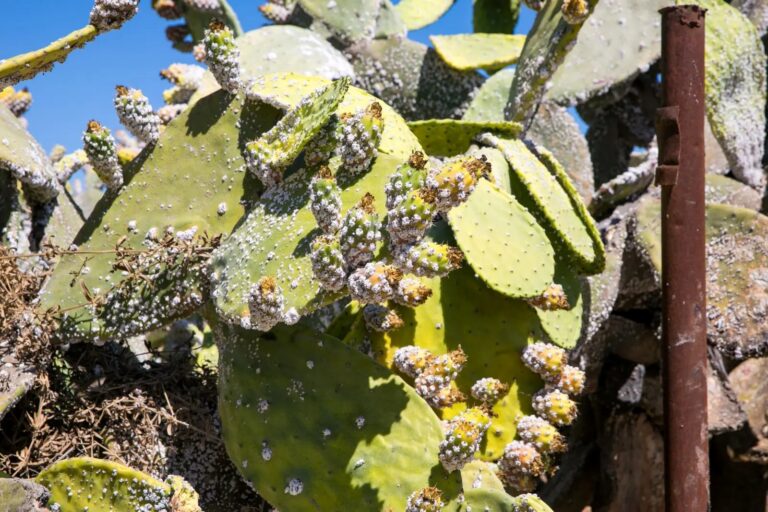 Sabras damaged by cochineal scale insects that invaded Israel and feed mostly off sabra and aloe vera plants. July 2, 2019. Photo by Anat Hermony/Flash90
