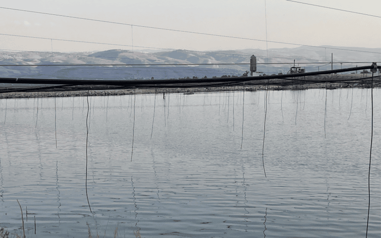 Hoses dangle over the water, ready to scare the daylights out of any birds who dare come near. Photo by Gili Galdan