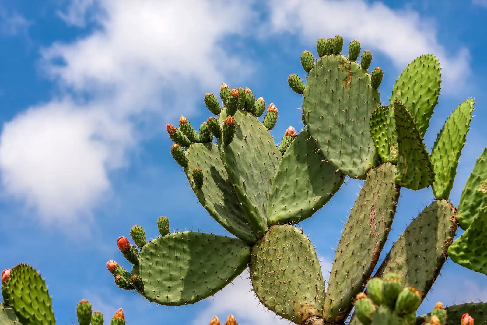 Sabra fruit grows on a healthy prickly cactus tree in Israel. Photo by Rostislav Glinsky, via Shutterstock