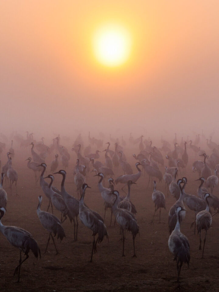 Cranes seen at the Hula Valley lake, northern Israel on January 26, 2023. Photo by David Cohen/Flash90