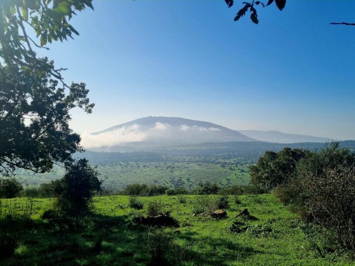 Mount Tabor National Park. Photo by Penina Zaisler/KKL-JNF Photo Archive