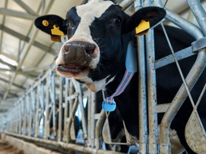 Afimilk has been disrupting the dairy industry since 1979. Photo courtesy of Afimilk
