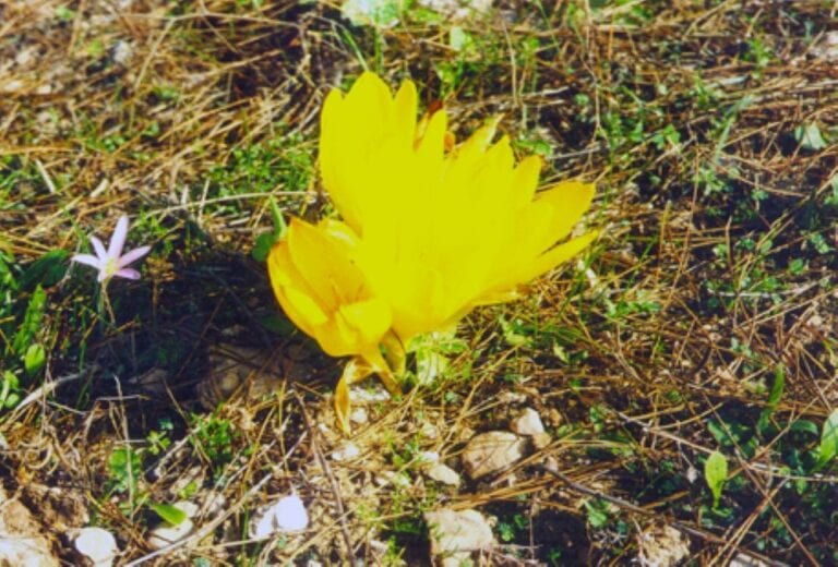 A flower blooming in Lahav Forest’s Golden Trail in the northern Negev. Photo courtesy of KKL-JNF